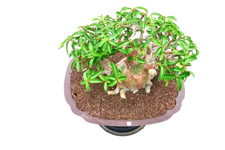 Mini treeの写真素材
