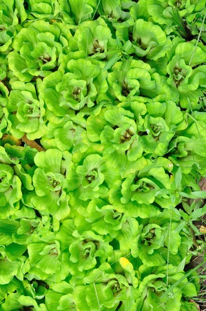 Background of Duckweed in Thailand.の写真素材