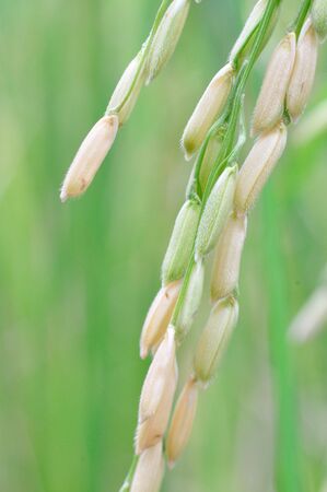 Close up of rice seed or paddy.の写真素材