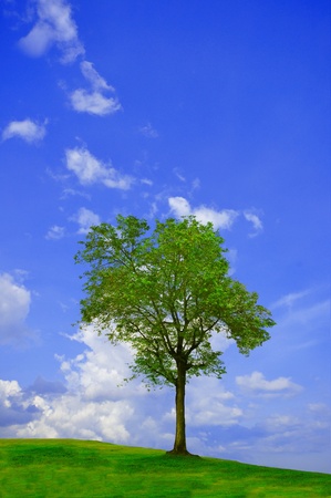 Lonely tree with green grass field and blue sky の写真素材