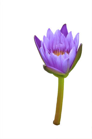 Isolated Blooming purple lotus in Bangkok, Thailand.の写真素材