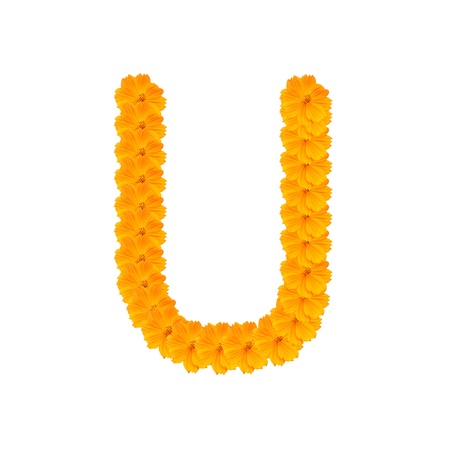 alphabet U from yellow and orange flowers. Isolated on white background. With clipping pathの写真素材