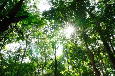 Sunshine in the wood with green leavesの写真素材
