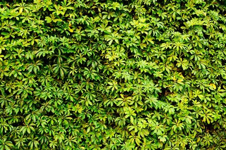 Green leaf background