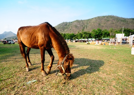 Brown horse eating grass in the field in Petchaburi, Thailand.の写真素材