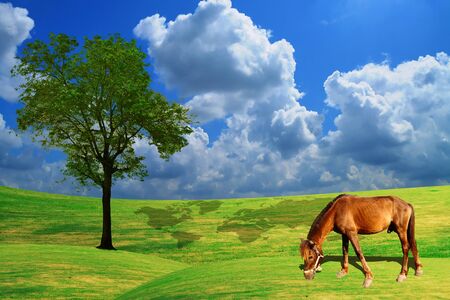 Lonely tree over the grass field and blue sky の写真素材