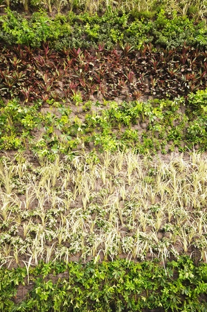 Mixed plant pattern on the wallの写真素材