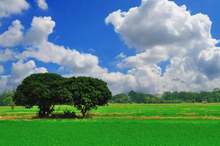Tree in rice field with blue skyの写真素材