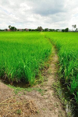 Path in Green field, Green field, Asia paddy fieldの写真素材