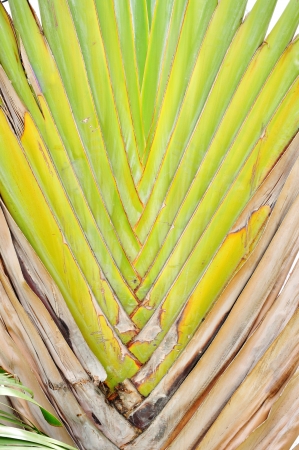 Texture or Details of leaf stalk of traveller palm の写真素材