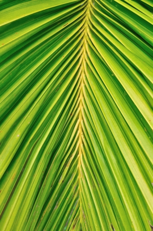 Close up of palm leave as backgroundの写真素材