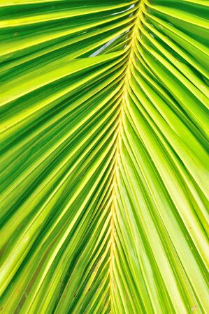 Close up of palm leave as backgroundの写真素材