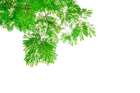 Green leave on white background の写真素材