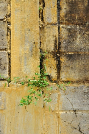 Cement wall with plantの写真素材