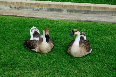Goose in the gardenの写真素材