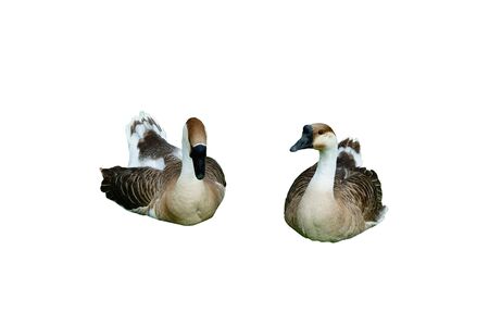 Isolated Goose with clipping pathの写真素材