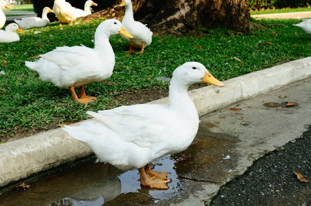 Duck in the Garden