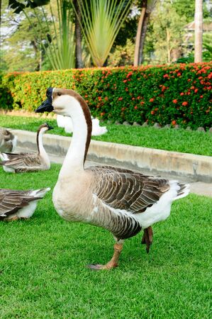 Goose in the gardenの写真素材