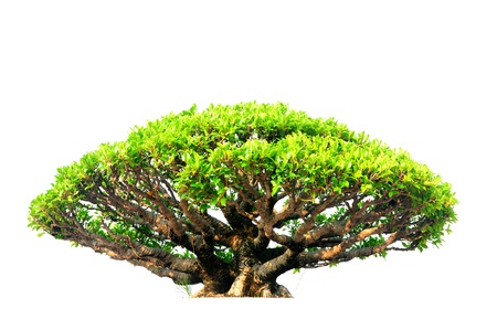 Tree on white backgroundの写真素材