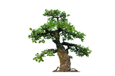 Tree on white backgroundの写真素材