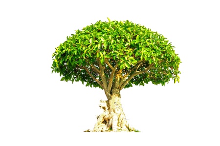 Tree on white backgroundの写真素材