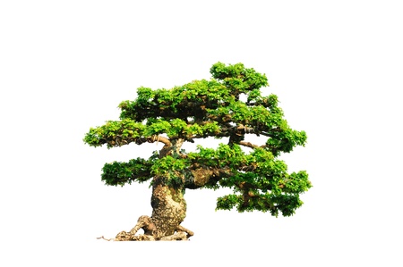 Tree on white backgroundの写真素材