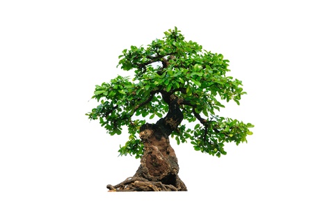 Tree on white backgroundの写真素材