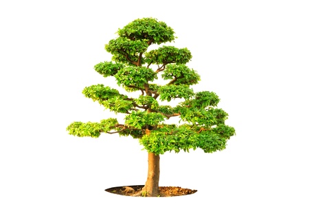 Tree on white backgroundの写真素材