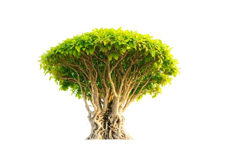 Tree on white backgroundの写真素材