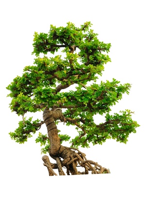 Tree on white backgroundの写真素材