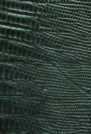 Close up texture of Black lizard leather for use as Backgroundの写真素材