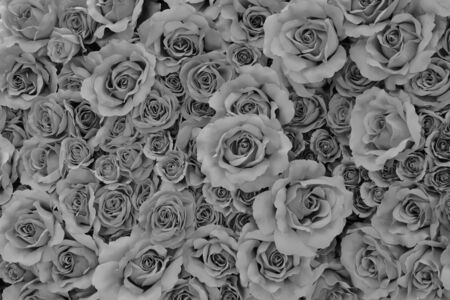 Rose Backgroundの写真素材