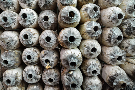 Row of Abandoned Spore Bag in mushroom houseの写真素材