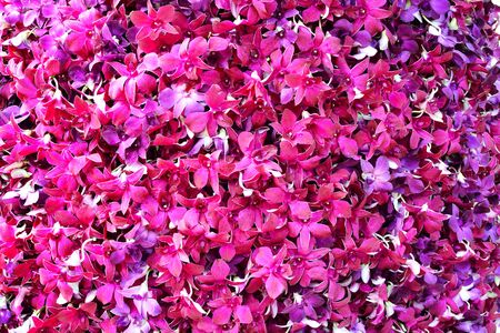 Beautiful pink orchid background Texture patternの写真素材