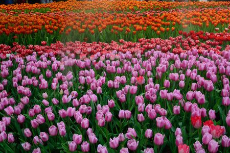 Flower tulips background. Beautiful view of orange tulips growing on the field or garden.の写真素材