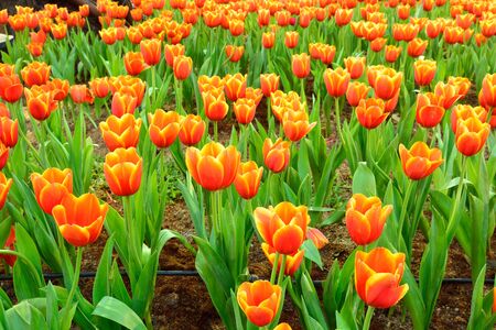 Flower tulips background. Beautiful view of orange tulips growing on the field or garden.の写真素材