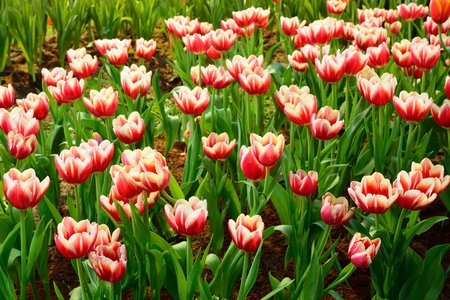 Beautiful bouquet of Colorful tulips, Red and White Tulipの写真素材