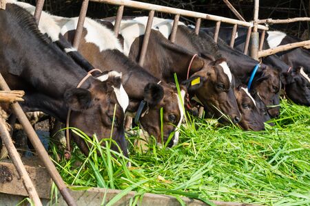 Cows on Farm. Black and white cows eating green grass in the stable under morning sunshine.の写真素材