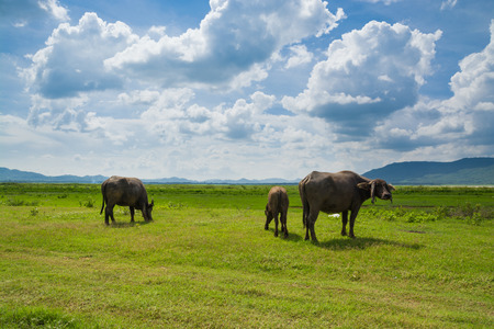 Buffalo Eating in Green Grass Field Meadow under Cloudy sunshine Skyの写真素材