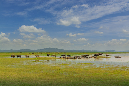 Group of Buffalo crowd walking and eating Green Grass beside lake of Lam Takong Under Summer Cloudy Blue sky in Nakhon Ratchasima in Thailandの写真素材