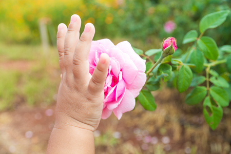 Hand of Kids or Children touching Pink rose Plant in Rose Garden as Eco-friendly or Environment Conserving Concept.の写真素材