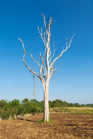White Trunk Leafless Dead tree in Field of Sunshine Sunny Day with Summer blue Sky Background as Ecology or Environment Conserving Conceptの写真素材