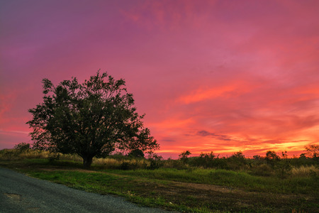 Lonely Tree with Vibrant Color Sunset Sky on countryside in Thailandの写真素材