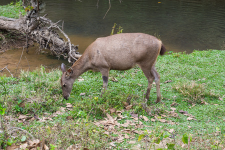 Sambar Doe Deer, Southeast Asian and Indian Deer, Standing and Eating Grass beside Salt Lick and Swamp in Khao Yai National Park in Pakchong, Nakhon Ratchasima, Thailandの写真素材