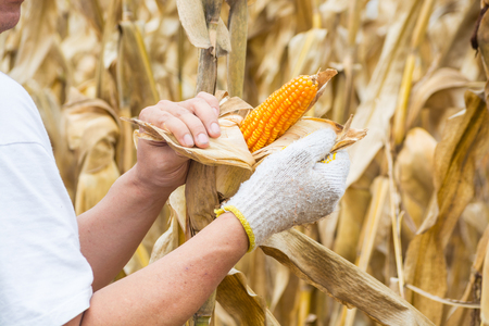 Hand or Male or Man Farmer holding or Harvesting Corn Cob on plant in Field or Meadow as Agro-industry or Agriculture Farming Concept.の写真素材