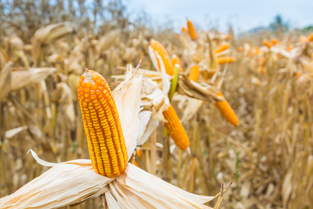 Raw Fresh Yellow Corn Cobs with Dry Plant in Field or Meadow wait Harvesting as Agro-industrial or Agriculture Farming concept.の写真素材