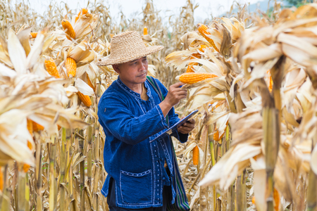 Asian Farmer or Biologist inspect Check or Analyze and Research Raw Corn Cob on Plant in Cornfield as Agricultural Researching or Farming as Agroindustry Concept.の写真素材