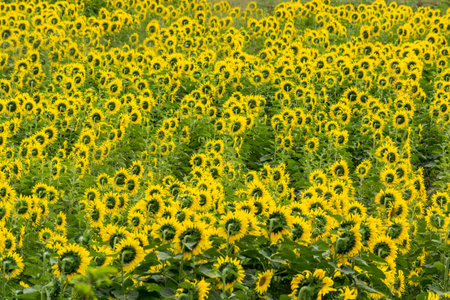 Sunflower field nature scene. Sunflowers field landscape. Sunflower field view Backgroundの写真素材