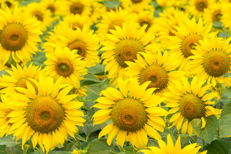 Sunflower field nature scene. Sunflowers field landscape. Sunflower field view Backgroundの写真素材
