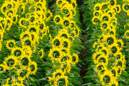 Sunflower field nature scene. Sunflowers field landscape. Sunflower field view Backgroundの写真素材